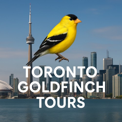 Toronto Goldfinch Tours. Vladimir Dubrovsky.